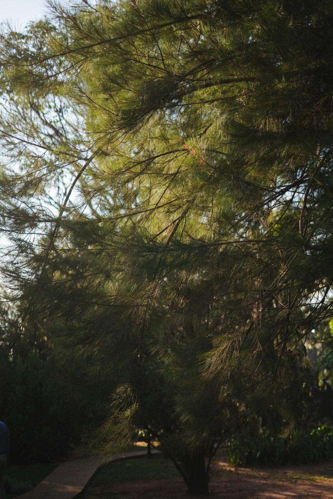 Foto Casamento Karine & Vitor – Cerimônia pela manhã em São José do Rio Preto - Imagem 18