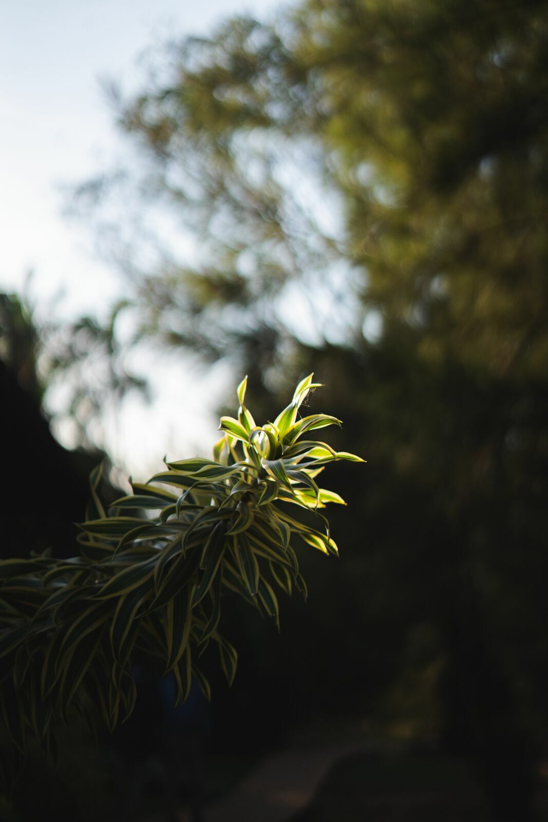 Foto Casamento Karine & Vitor – Cerimônia pela manhã em São José do Rio Preto - Imagem 17